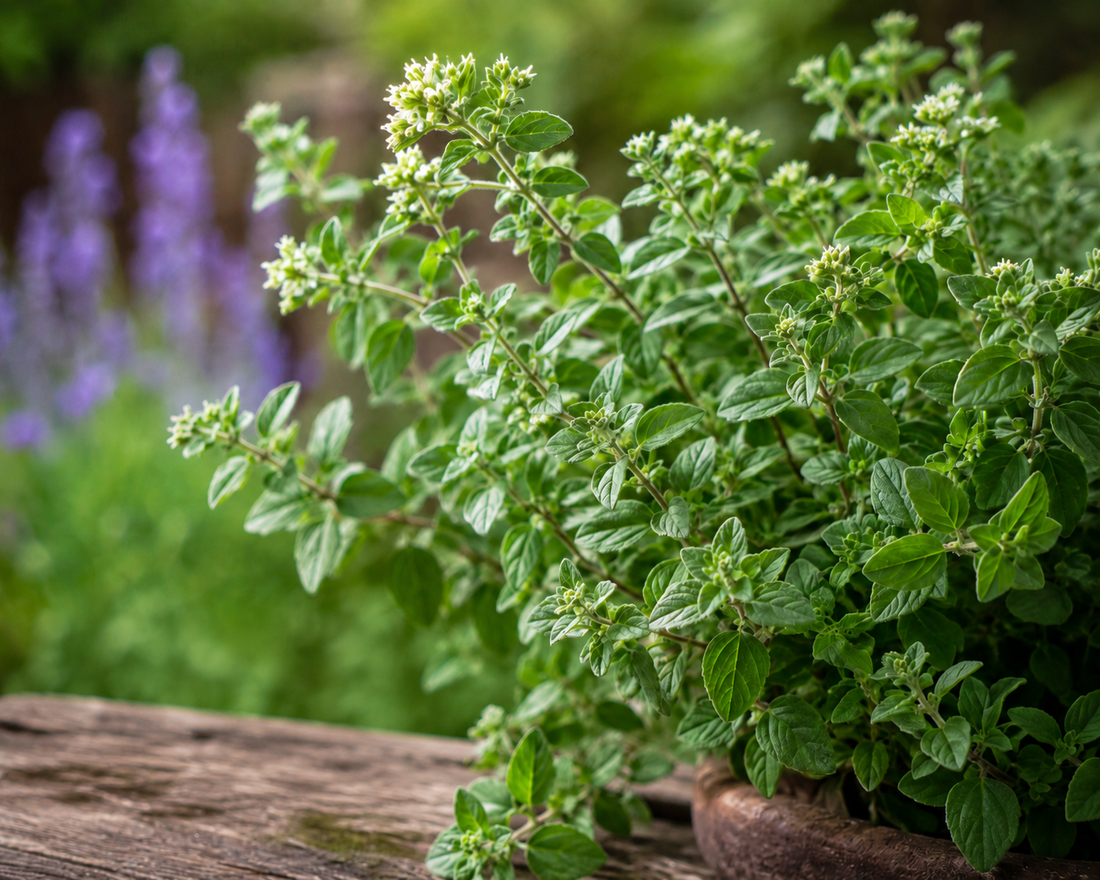 Marjoram Essential Oil: The Warm, Herbaceous Side of Recovery