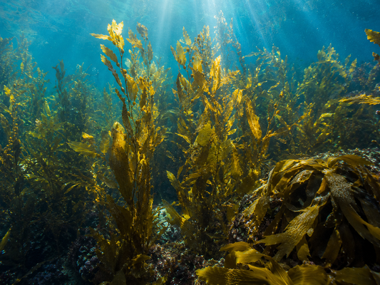 Seaweed Extract: Marine-Derived Conditioning for Hard-Worked Skin